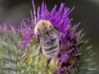 Bombus muscorum NV grandungen, Toarp, Malmö, Skåne, Sweden 20230726_0055