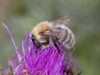 Bombus muscorum NV grandungen, Toarp, Malmö, Skåne, Sweden 20230726_0066