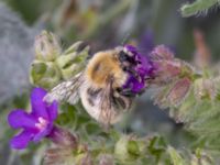 Bombus muscorum NV grandungen, Toarp, Malmö, Skåne, Sweden 20230726_0069