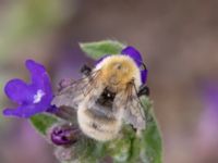 Bombus muscorum NV grandungen, Toarp, Malmö, Skåne, Sweden 20230726_0071