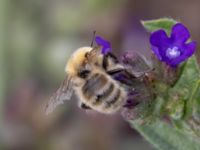 Bombus muscorum NV grandungen, Toarp, Malmö, Skåne, Sweden 20230726_0074