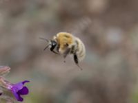 Bombus muscorum NV grandungen, Toarp, Malmö, Skåne, Sweden 20230726_0075