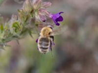 Bombus muscorum NV grandungen, Toarp, Malmö, Skåne, Sweden 20230726_0077