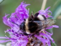 Bombus norvegicus Borrebacke, Malmö, Skåne, Sweden 20130816_0008