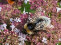 Bombus norvegicus Lokstallarna, Malmö, Skåne, Sweden 20160725_0105