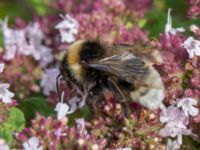 Bombus norvegicus Lokstallarna, Malmö, Skåne, Sweden 20160725_0109