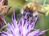 Bombus pascuorum Lilla kalkbrottet, Klagshamns udde, Malmö, Skåne, Sweden 20230814_0151