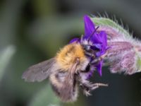 Bombus pascuorum NV grandungen, Toarp, Malmö, Skåne, Sweden 20230726_0033