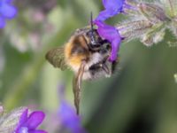 Bombus pascuorum NV grandungen, Toarp, Malmö, Skåne, Sweden 20230726_0038