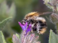 Bombus pascuorum NV grandungen, Toarp, Malmö, Skåne, Sweden 20230726_0040