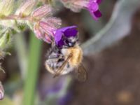 Bombus pascuorum NV grandungen, Toarp, Malmö, Skåne, Sweden 20230726_0098