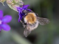 Bombus pascuorum NV grandungen, Toarp, Malmö, Skåne, Sweden 20230726_0103