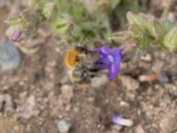 Bombus pascuorum NV grandungen, Toarp, Malmö, Skåne, Sweden 20230726_0107