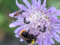 Bombus pratorum Vackerslätt, Nybro, Småland, Sweden 20150704_0500