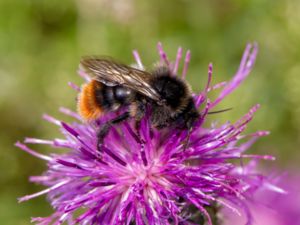 Bombus ruderarius - Red-shanked Carder Bee - Gräshumla