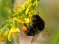 Bombus ruderarius Banvallen, Ribersborg, Malmö, Skåne, Sweden 20220702_0020