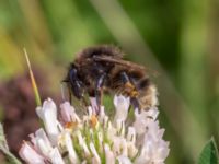 Bombus ruderarius Djungelparken, Bunkeflostrand, Malmö, Skåne, Sweden 20220802_0182