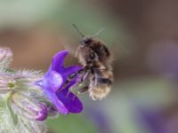 Bombus ruderarius NV grandungen, Toarp, Malmö, Skåne, Sweden 20230726_0042