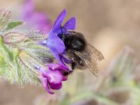 Bombus ruderarius NV grandungen, Toarp, Malmö, Skåne, Sweden 20230726_0048