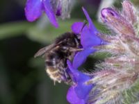 Bombus ruderarius NV grandungen, Toarp, Malmö, Skåne, Sweden 20230726_0095