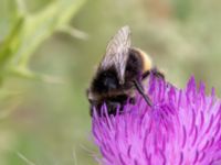 Bombus ruderarius male Ulricedal, Malmö, Skåne, Sweden 20210727_0012