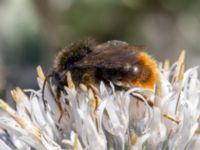 Bombus rupestris Kroksbäcksparken, Malmö, Skåne, Sweden 20220728_0109