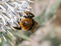 Bombus rupestris Kroksbäcksparken, Malmö, Skåne, Sweden 20220728_0113