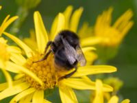 Bombus rupestris NV grandungen, Toarp, Malmö, Skåne, Sweden 20230726_0144