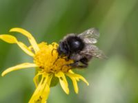 Bombus rupestris NV grandungen, Toarp, Malmö, Skåne, Sweden 20230726_0147