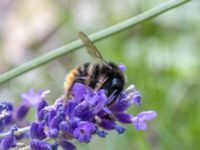 Bombus rupestris St Pauli mellersta kyrkogård, Malmö, Skåne, Sweden 20230716_0215