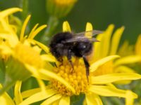 Bombus sylvarum NV grandungen, Toarp, Malmö, Skåne, Sweden 20230726_0142