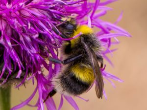 Bombus soroeensis - Broken-belted Bumble-bee - Blåklockshumla