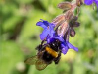 Bombus soroeensis Sege station, Burlöv, Skåne, Sweden 20160601_0022