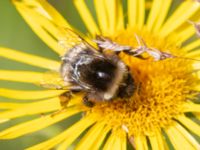 Bombus sp. Höjden, Klagshamns udde, Malmö, Skåne, Sweden 20240703_0053