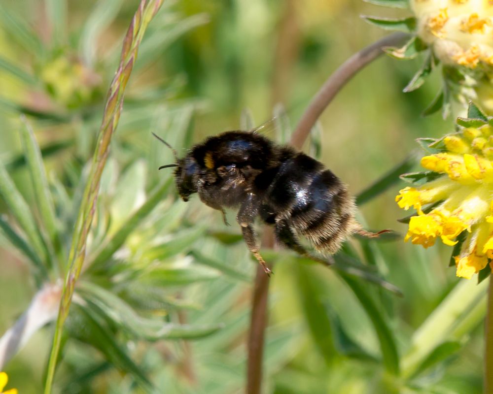 Bombus Subterraneus Short Haired Bumblebee Vallhumla