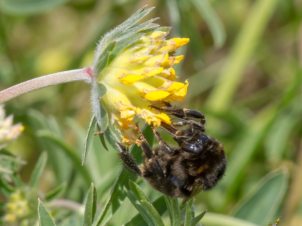 Bombus Subterraneus Short Haired Bumblebee Vallhumla