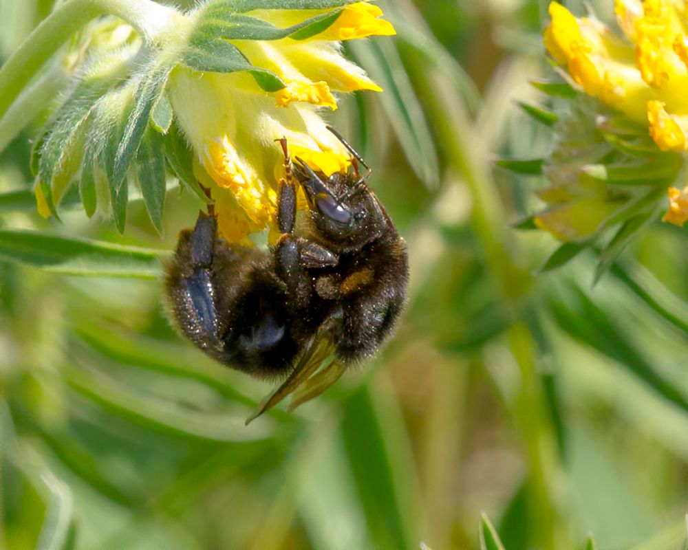 Bombus Subterraneus Short Haired Bumblebee Vallhumla