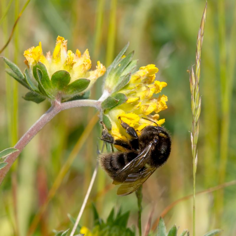 Bombus Subterraneus Short Haired Bumblebee Vallhumla