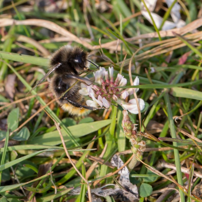 Bombus Subterraneus Short Haired Bumblebee Vallhumla