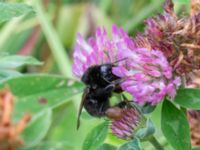 Bombus subterraneus Djungelparken, Bunkeflostrand, Malmö, Skåne, Sweden 20220718_0264