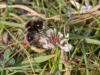 Bombus subterraneus Tygelsjö ängar, Malmö, Skåne, Sweden 20150816_0055