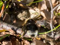 Bombus sylvestris female Holmeja, Svedala, Skåne, Sweden 20150502_0061