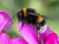 Bombus terrestris Klagshamns IP, Malmö, Skåne, Sweden 20230721_0007