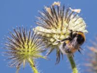 Bombus terrestris Luftkastellet, Lernacken, Malmö, Skåne, Sweden 20240720_0026