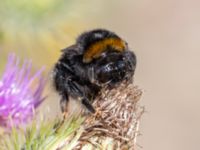 Bombus terrestris Utfyllnaden Oljesjön, Norra hamnen, Malmö, Skåne, Sweden 20230730_0142