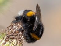 Bombus terrestris Utfyllnaden Oljesjön, Norra hamnen, Malmö, Skåne, Sweden 20230730_0144