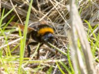 Bombus vestalis Björkadammen, Malmö, Skåne, Sweden 20160510B_0066