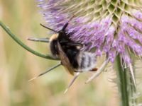 Bombus vestalis Lagunens småbåtshamn, Ribersborg, Malmö, Skåne, Sweden 20160725_0023