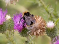 Bombus vestalis Ulricedal, Malmö, Skåne, Sweden 20210727_0060