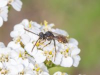 Nomada flavoguttata St Pauli södra kyrkogård, Malmö, Skåne, Sweden 20230721_0122